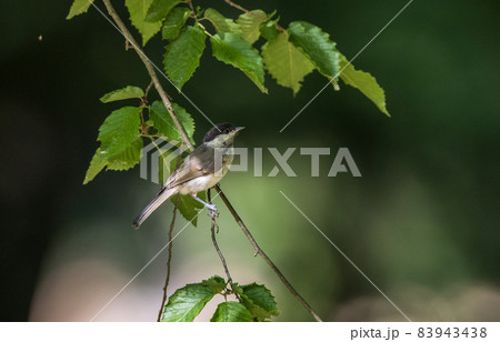 Marsh Tit(Poecile palustris) in summer 83943438