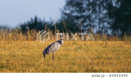 Common Cranes(Grus grus) in summertime 83943440