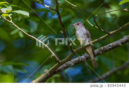 Spotted Flycatcher (Muscicapa striata) on branch Spotted Flycatcher (Muscicapa striata) on branch 83943443