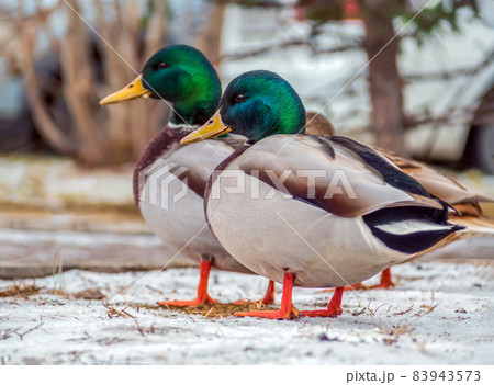 Flock of mallards on city streets. Close-up. Blurred background Flock of mallards on city streets. Close-up. Blurred background 83943573