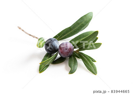 オリーブ オリーブ 83944665