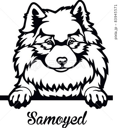 Samoyed Laika Peeking Dog - head isolated on white Samoyed Laika Peeking Dog - head isolated on white 83945571