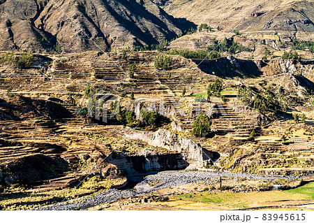 Terraced fields within the Colca Canyon in Peru 83945615