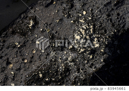 Close-up of volcanic stone beach rock with shells and barnacles on the water Close-up of volcanic stone beach rock with shells and barnacles on the water 83945661