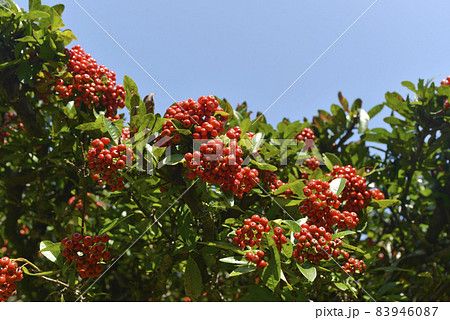 ピラカンサ ピラカンサ 83946087