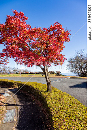 妙義山パノラマパークの紅葉　富岡市 83946805