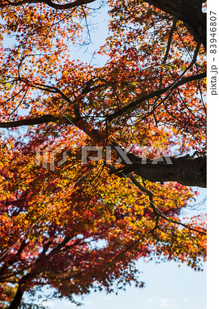 妙義山パノラマパークの紅葉　富岡市 83946807