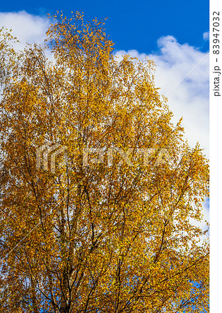 Bright yellow leaves on birch branches against a blue sky with clouds Bright yellow leaves on birch branches against a blue sky with clouds 83947032