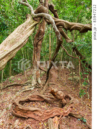 Udawattakele Royal Forest Park 83947212