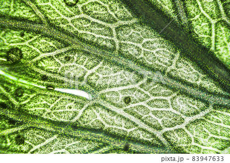 Green celery leaf macro under the microscope with a magnification of 40 times 83947633