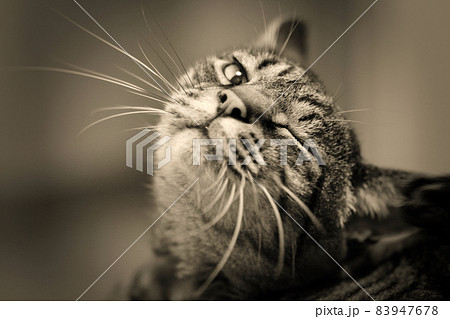 かわいらしい猫のウインク かわいらしい猫のウインク 83947678