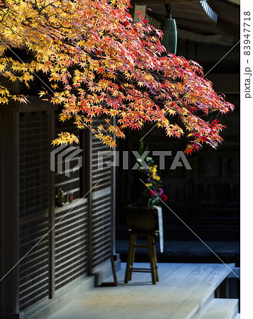 【高野山】壇上伽藍の寺院と紅葉 83947718
