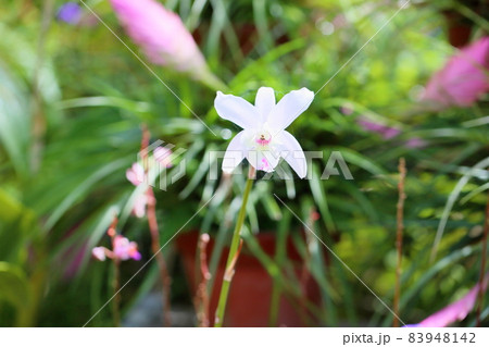 洋ラン レリアの花 洋ラン レリアの花 83948142