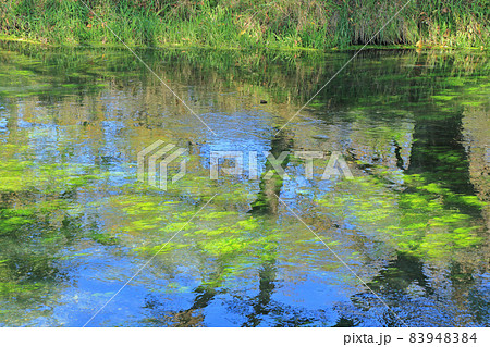 安曇野　大王わさび農場の清流 83948384