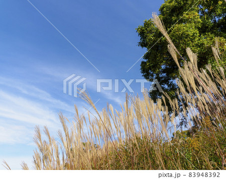 秋晴れの公園とススキ 秋晴れの公園とススキ 83948392