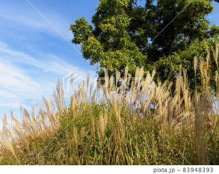 秋晴れの公園とススキ 秋晴れの公園とススキ 83948393