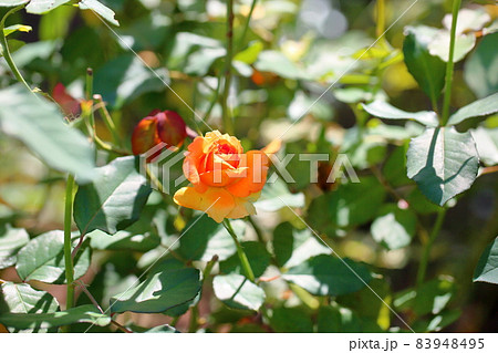 バラの花 ブラスバンド バラの花 ブラスバンド 83948495