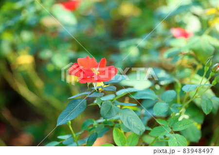 バラの花 サラバンド バラの花 サラバンド 83948497