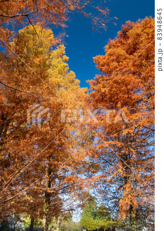 ラクウショウの紅葉の林 83948645