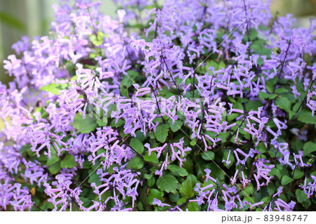 モナラベンダーの花 83948747