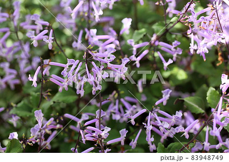 モナラベンダーの花の写真素材