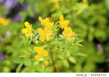 カッシアの花 83948750