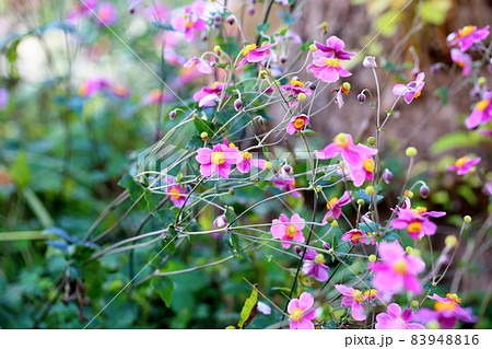 シュウメイギクの花 83948816