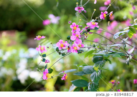 シュウメイギクの花 83948817
