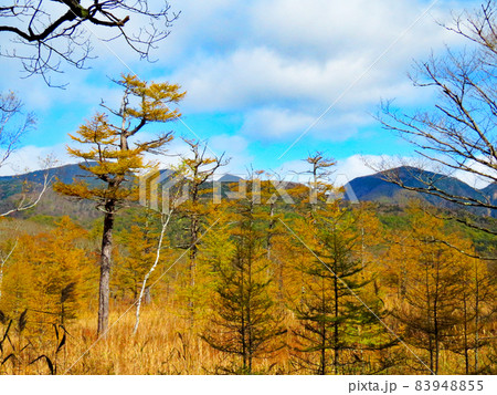 快晴の秋　小田代ヶ原 83948855