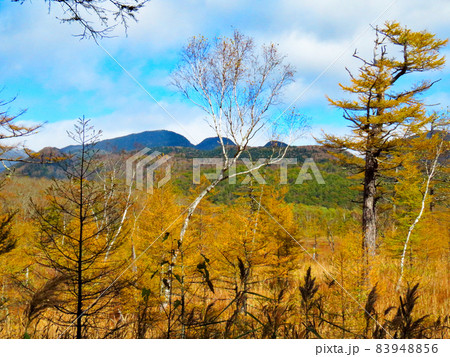 快晴の秋 小田代ヶ原 快晴の秋 小田代ヶ原 83948856