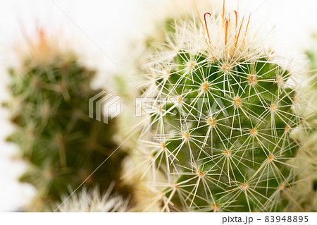 サボテン 83948895