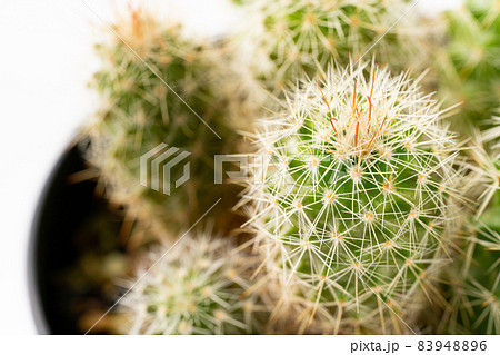 サボテン 83948896