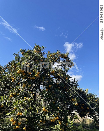 青空とみかんの木 青空とみかんの木 83948905