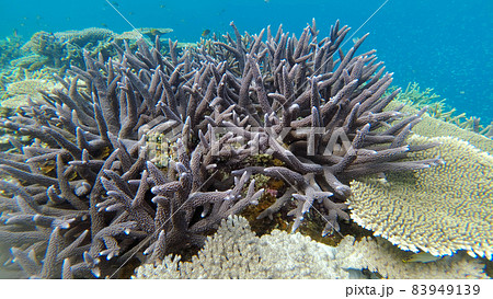 八重干瀬　珊瑚礁 83949139