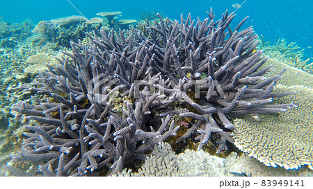 八重干瀬 珊瑚礁 八重干瀬 珊瑚礁 83949141