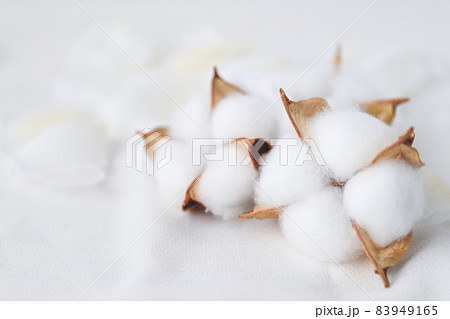 コットンフラワー コットンフラワー 83949165