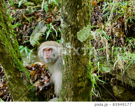 動物 動物学 台湾 83949177
