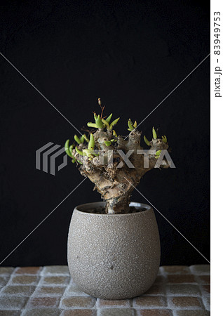 チレコドン・レティキュラーツス 83949753