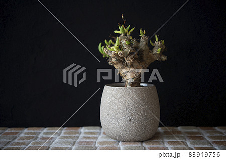 チレコドン・レティキュラーツス チレコドン・レティキュラーツス 83949756