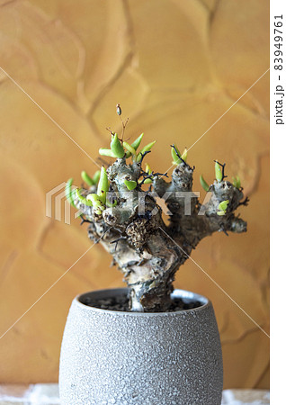 チレコドン・レティキュラーツス 83949761