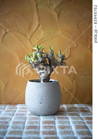 チレコドン・レティキュラーツス 83949762