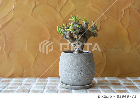 チレコドン・レティキュラーツス チレコドン・レティキュラーツス 83949773