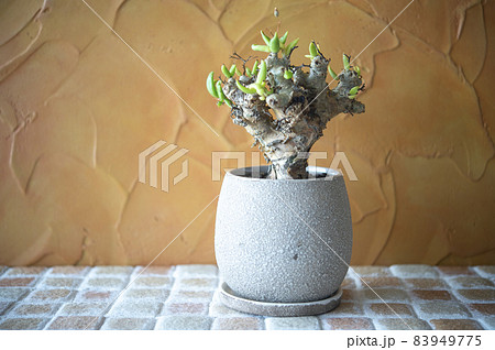 チレコドン・レティキュラーツス 83949775