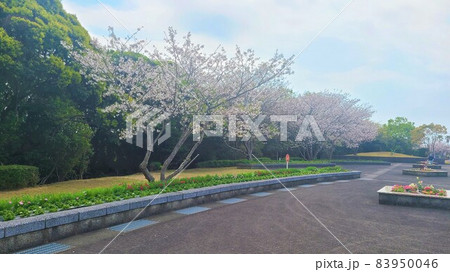 人気スポット番所が丘公園　阿久根市　鹿児島県 83950046