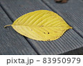 秋 乾燥葉 葉 83950979