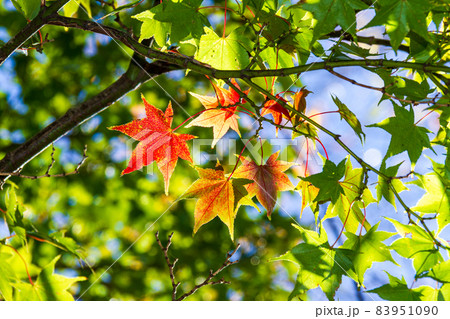 神奈川県足柄下郡箱根町元箱根芦ノ湖の秋色 神奈川県足柄下郡箱根町元箱根芦ノ湖の秋色 83951090