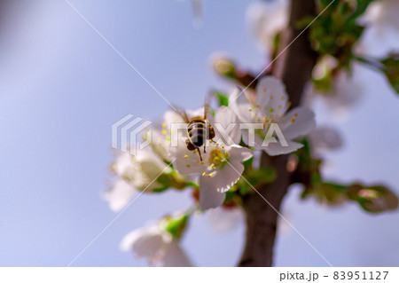 beautiful closeup spring blossoming tree beautiful closeup spring blossoming tree 83951127