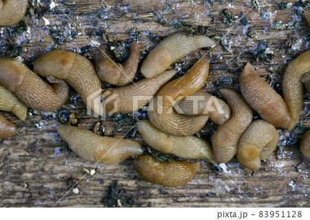 slugs in the farmer's garden. A large cluster of Gastropoda slugs hiding next to a vegetable patch slugs in the farmer's garden. A large cluster of Gastropoda slugs hiding next to a vegetable patch 83951128