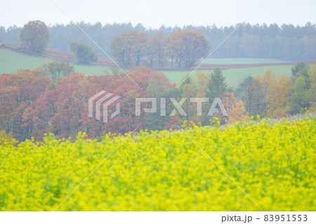満開のキカラシと紅葉の丘 満開のキカラシと紅葉の丘 83951553