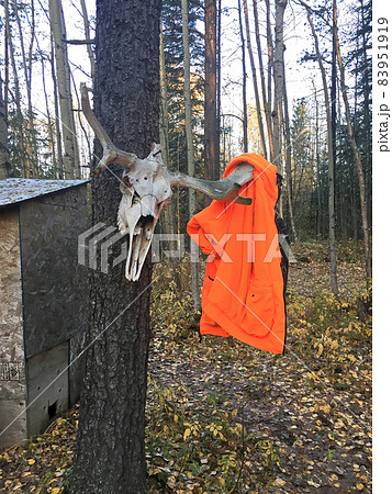 Hanging a jacket on a moose skull outstide an outhouse Hanging a jacket on a moose skull outstide an outhouse 83951919